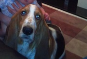 Basset hound pup - great wee family dog
